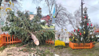 У Квасилові сильний вітер повалив новорічну ялинку (ФОТО)