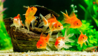 Чому в будинку обов'язково повинні бути рибки: живі в акваріумі, у вигляді картинок і статуеток