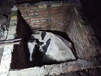 На Рівненщині рятували корову, яка впала у септик