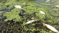 Через спеку на Рівненщині фіксують задуху риби (ФОТО)