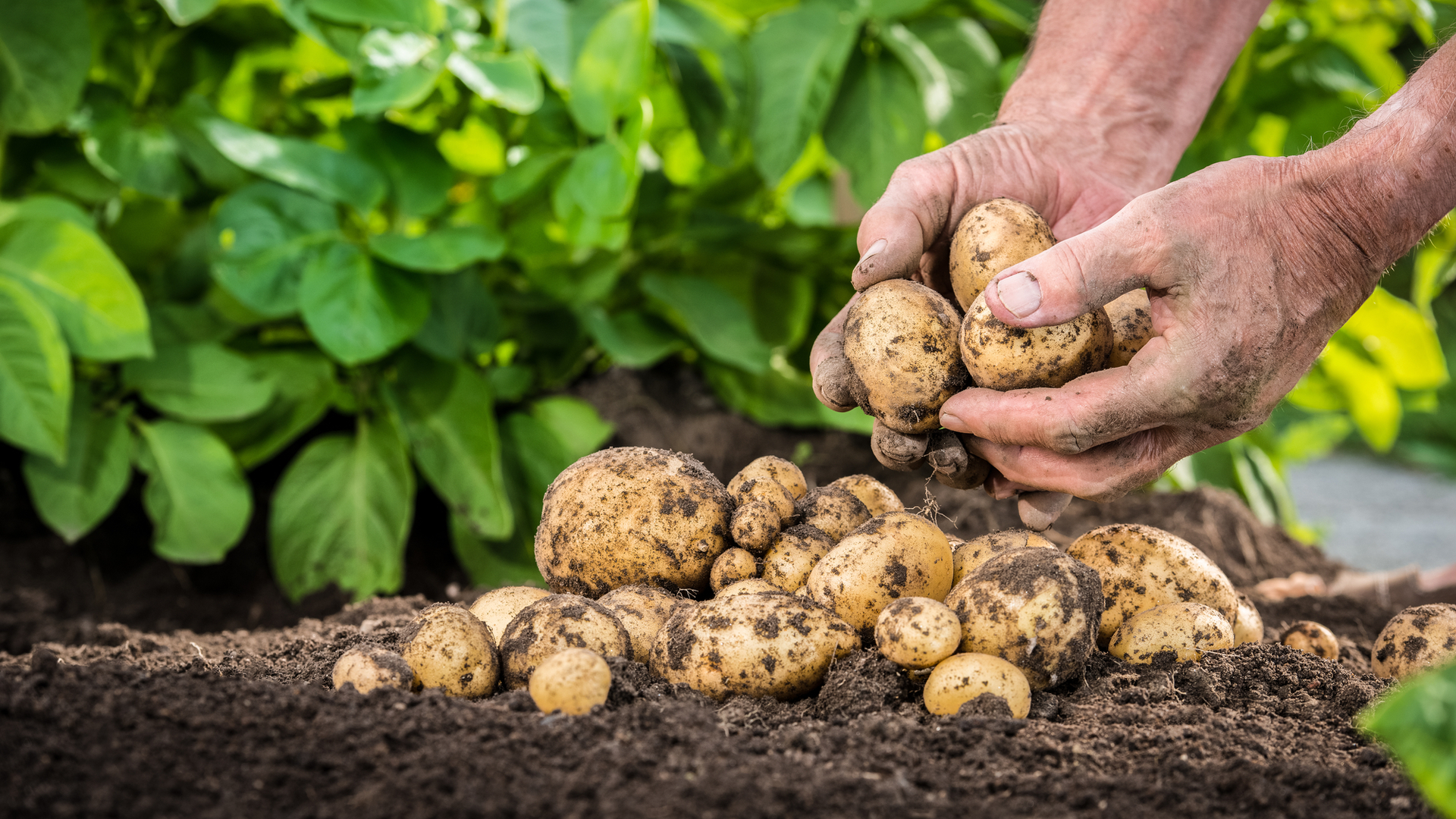 Картоплю можна садити в липні: чому це може бути вигідно?