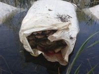 20 мішків з відходами риби викинули в річку у Рівному (ФОТО)