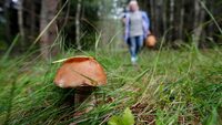Шукали гриби, а знайшли артснаряд: вибухова знахідка у лісі біля Рівного (ФОТО)