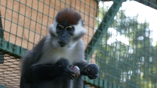 Мавпочка Даша. Фото Суспільне Рівне