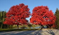 Ваш яскравий сад: 10 дерев, які мають гарне червоне листя восени (ФОТО)