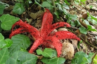 У сусідній з Рівненщиною області знайшли унікальний гриб-квітку (ФОТО)

