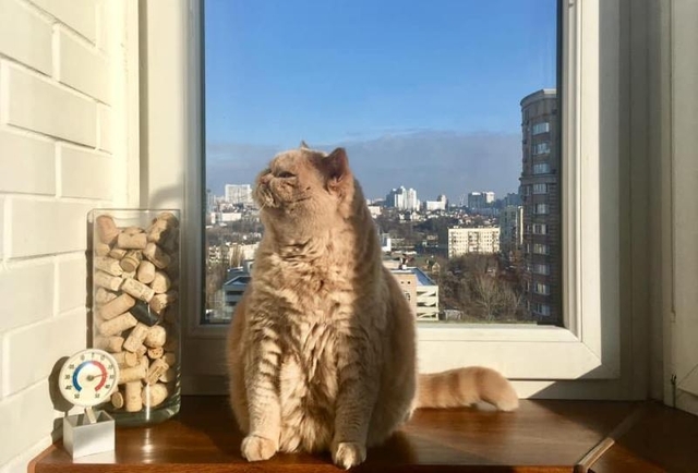 Апельмон -- кіт Наталки Діденко (фото з її ФБ-сторінки)