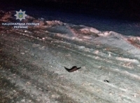 Поліцейські розшукують на Рівненщині водія, який збив жінку та з місця пригоди втік