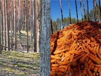 Тонни моркви викинули у лісі на Сарненщині (ФОТО/ВІДЕО)