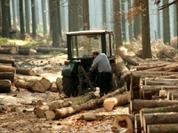 Крали ліс і вивозили на Волинь: на Рівненщині затримали організоване угруповання 