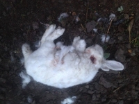 Невідома істота повбивала кролів на Рівненщині та виклала їх колом (ФОТО) 
