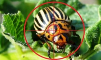 Чому колорадських жуків не можна чавити: не кожен дачник про це знає