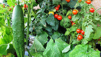 Навіщо люди садять огірки серед помідорів: прочитайте це і спробуйте самі
