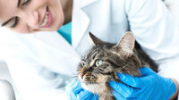 Ветеринар назвав 4 породи кішок, які він ніколи б не купив (ФОТО)