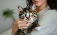 Проживання в маєтку та гарна З/П в обмін на догляд та ментальне стимулювання Кота