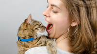 Сигнал, який не можна ігнорувати: Чому кіт лізе до вашого обличчя