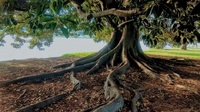 Дерева-цілителі, що заряджають людину позитивною енергією: таких лише 6