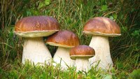 Про це мовчать всі грибники: у яких місцях найкраще шукати білі гриби?