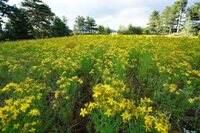 Ліки під ногами: встигніть їх зібрати до кінця липня