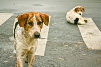 «Хочу додому»: у Рівному влаштують фотосесію з безпритульними тваринами 