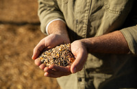 Посівні якості насіння - основні методи визначення і показники