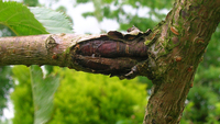 Через холоди дерево може загинути: лікування та профілактика морозобоїн