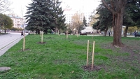 У центрі Рівного висадили молоді деревця (ФОТО)