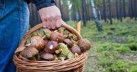 Несуть повні кошики: коли восени найкраще йти по гриби 