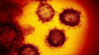 Вчені виявили нову мутацію коронавірусу. Дуже заразна 