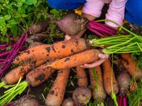 Коли найкраще викопувати моркву та буряк, аби вони збереглися до наступного врожаю?