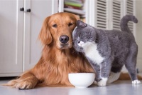 Сьогодні - День друзів: вітання, листівки та СМС (ФОТО)