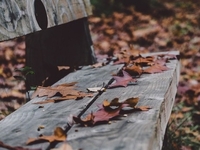 Нічні заморозки на Рівненщині – уже наступного тижня (ПРОГНОЗ)