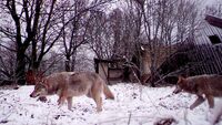 Вовки-мутанти з Чорнобиля виробили стійкість до раку (ФОТО)