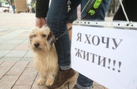 Один день - 17 міст України: у Рівному пройде марш за тварин