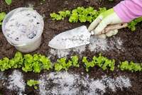 Типові помилки дачників, або Навіщо прибирати залишки рослин в саду і на городі