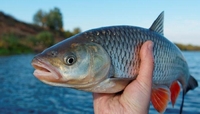 Через сезонну заборону вилову риби на Рівненщині виявили більше двох десятків порушників