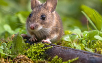 Три рослини, які проженуть мишей із городу: ефективні засоби проти гризунів