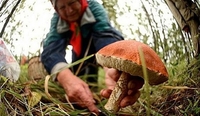 Тіло жінки, яка пішла по гриби ще восени, знайшли на Рівненщині 