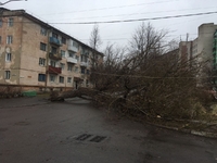 Через сильний вітер у Рівному впало дерево (ФОТО)