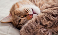 Егоїзм чи турбота про господаря: чому кішки сплять у ногах?