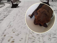 «Крила почали примерзати до землі»: серед вулиці у Рівному знайшли кажана (ФОТО)