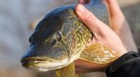 Важливу «рибну» заборону вводять в Україні з 1 квітня