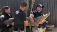 Волонтер у зоопарку вкрав алігатора: рептилія 20 років жила на подвір'ї (ФОТО)