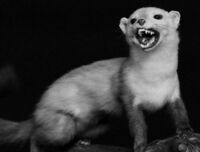 Лякає криком і може вполювати до 15 жертв на добу: Шокуюча правда про хижака лісів Полісся