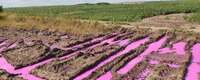 Хімікати «не відпускають» Рівне: біля міста виявили калюжі рожевої речовини