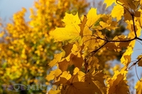 Що потрібно з'їсти 3-го жовтня, щоб уберегтись від «лихого ока»: народні прикмети