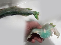 Зелену щуку з зеленим м'ясом спіймав рибалка на Рівненщині (ФОТО)