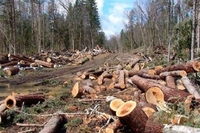 «Ліс у смартфоні»: на Рівненщині можна перевірити, чи законно вирубують ліс