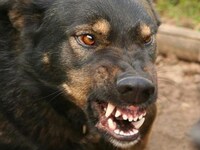 На очах синів собаки на смерть загризли матір на Тернопільщині (ВІДЕО)