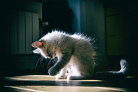 Всесвітній День котів: привітання і листівки до свята (ФОТО)